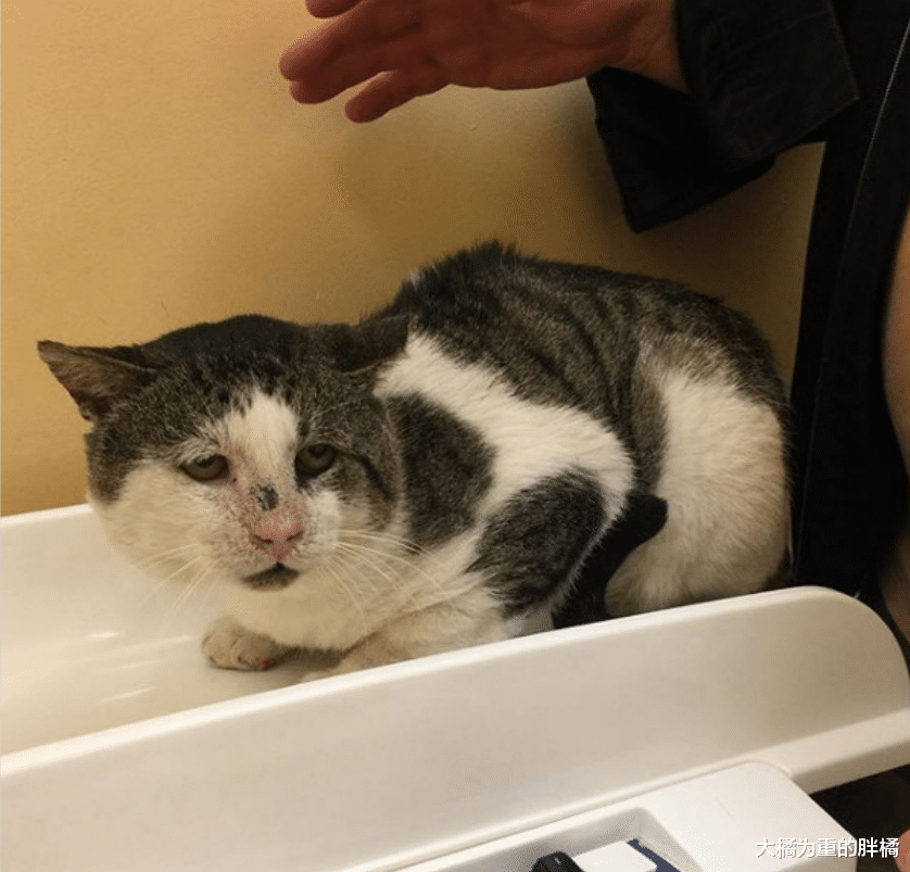 流浪猫在外生活了8年，还照顾了小黑猫，却对接济它的人很不友好