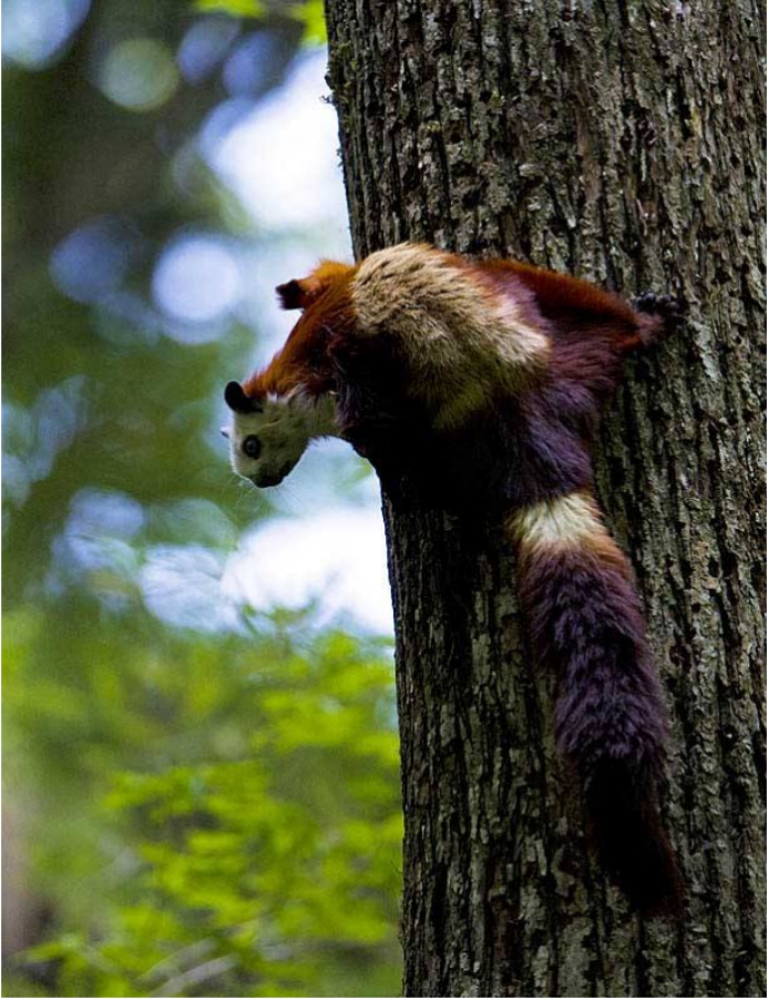 寒号鸟|原来我们熟悉的寒号鸟并不是鸟类，而是一种动物