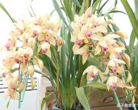 「摩羯座」未来7天,旧爱回头,痴情依旧,3星座重拾旧爱,把你捧在手心里