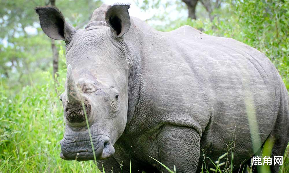 象牙|象牙到底珍贵在哪里？为什么总是有人购买象牙？