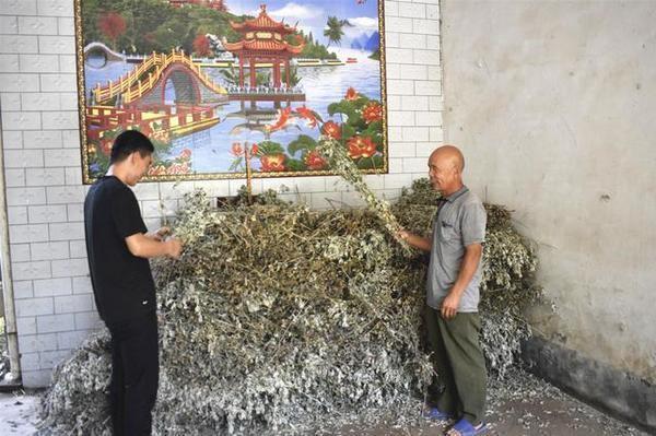 【创业】河南男子辞掉工作返乡创业,靠这种“草”三年创收数百万