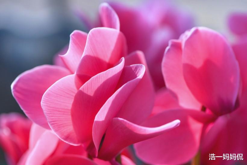 『生肖』7月3号,以下3生肖事业节节高升,遇贵人走大吉运,翻身之时到来