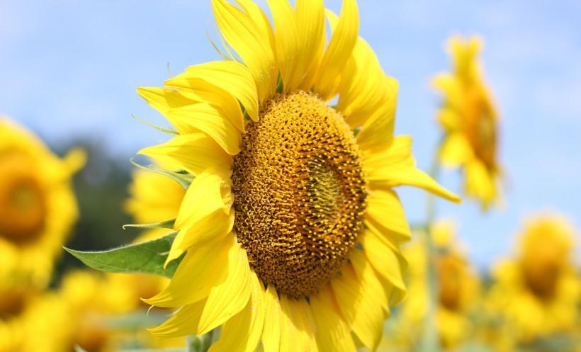 生肖|9月下旬开始，四生肖四面来财，事业名利双收，否极泰来