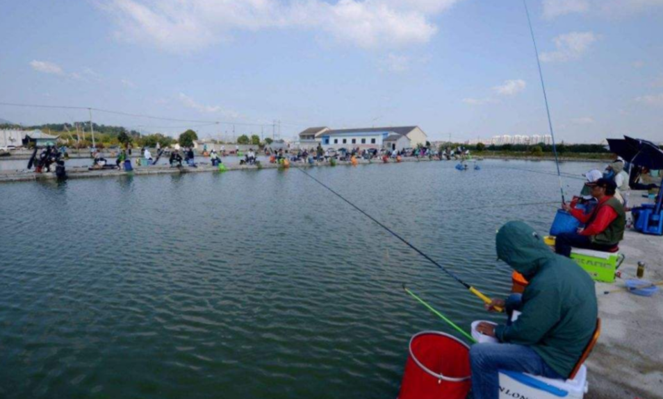 饵料|黑坑钓鱼“必杀技”麻团钓法的应用技巧分析，上鱼速度没话说