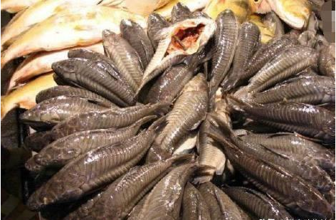 青苔|清道夫鱼破坏堤坝貌似已经泛滥成灾，作为入侵物种为何没人敢吃？