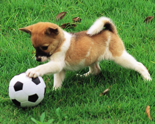 在城市中，狗狗随地大小便成了非常严峻的问题，想解决这个问题，需要注意以下几点！