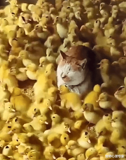 女子给鸭子喂食，却发现鸭群中有个猫头，走近一看不知道怎么办了