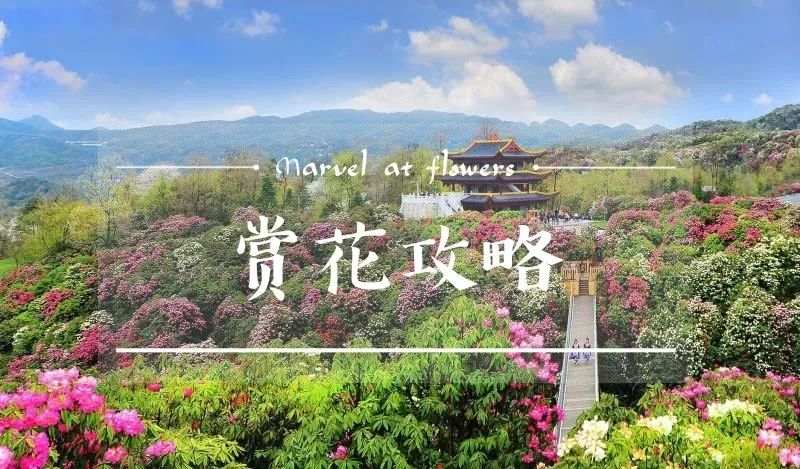 「狐狸」惊艳全世界！贵州百里杜鹃花开成海：9类人免票