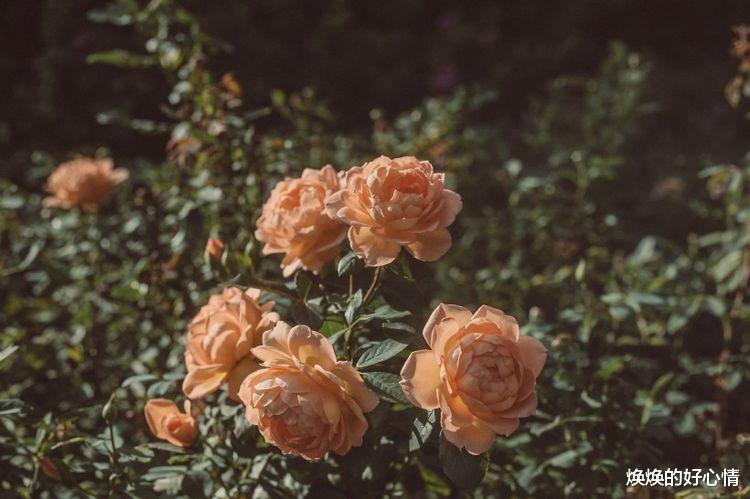 白羊座|八月份下旬桃花运降临,将会遇到真爱,相伴余生的四大星座!