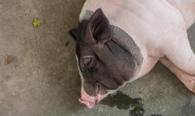 『饮食』女性在发胖前，一般会有3种表现，不想发胖，务必要坚持2件事