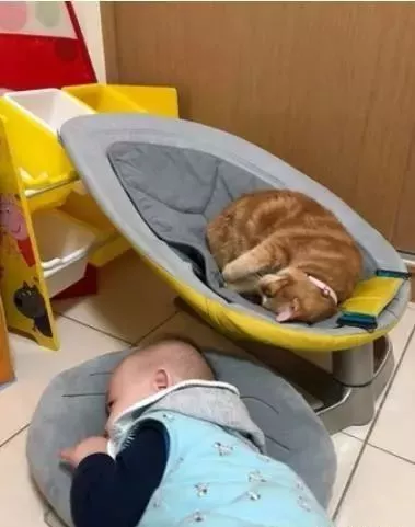 喵星人占了小主人的摇摇椅，小主人睡了猫枕，妈妈看了哭笑不得！