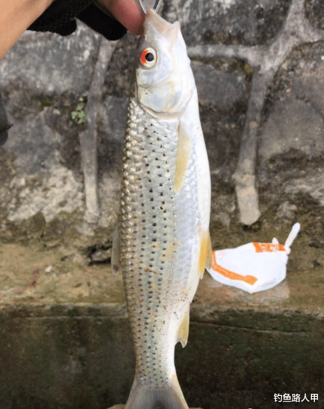 []阴雨天鱼口会更好？不懂分辨真正好天气，出门钓鱼等于浪费时间