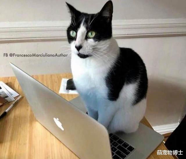 笔记本|为什么喜欢坐在笔记本或键盘上？