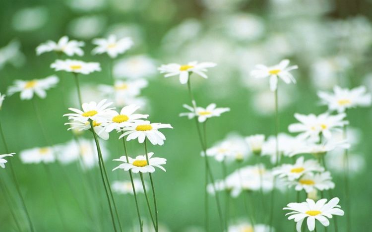 「狮子」5月财神眷顾，喜鹊门前叫，大发特发，喜事多多3生肖