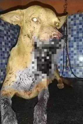 为了取乐，几个孩子竟将点燃的炮竹塞到了流浪狗的嘴里！