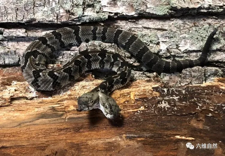 「响尾蛇」新泽西州发现一条变异响尾蛇,两蛇头四蛇眼,两蛇头会听哪一个?