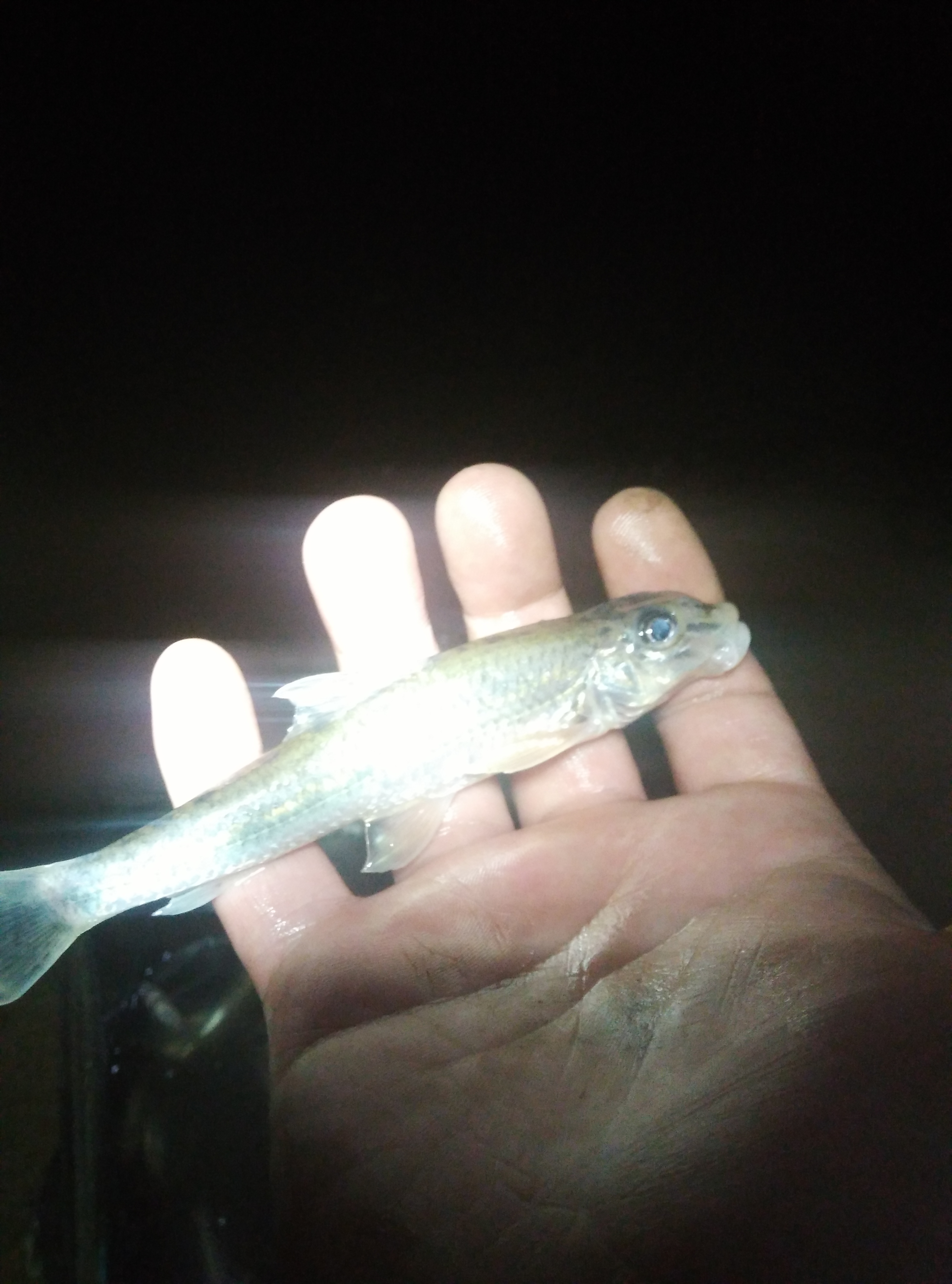 ：大草原上除了牛马羊，原来还有这么多这个东西