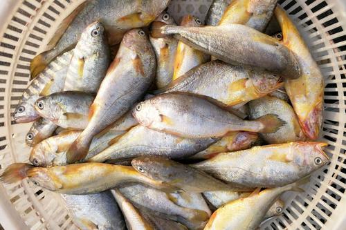 「」我国公认“最难吃”的6种鱼，如果你全都吃过，就请收下我的膝盖