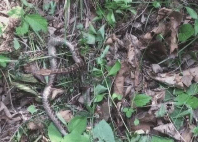 『毒蛇』“千年野山参”旁边为何总有毒蛇？专家给出的解释，让人细思极恐！