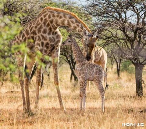 「长颈鹿」长颈鹿没有象牙和犀角,为什么也被人捕杀?
