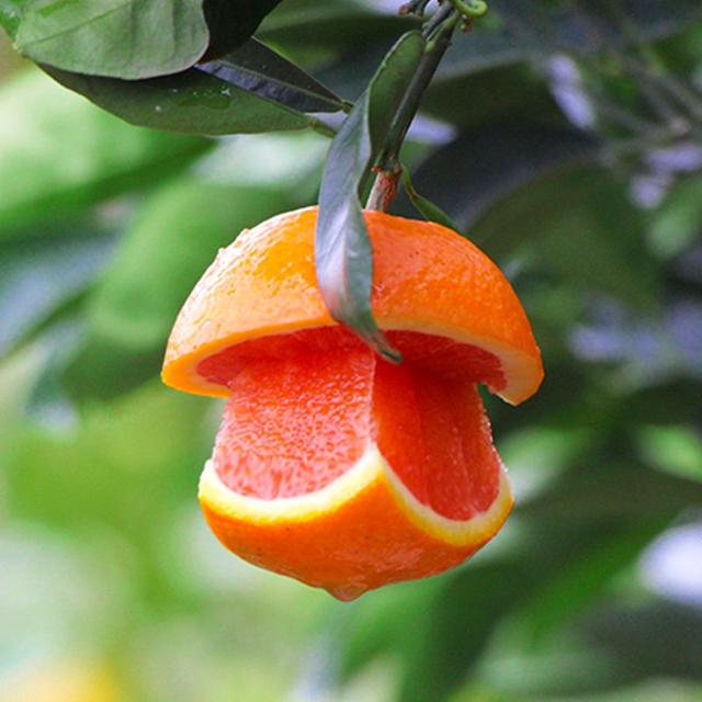 #水果#五月这4种时令水果不要错过，隔三差五尝尝鲜，全家老少都爱吃