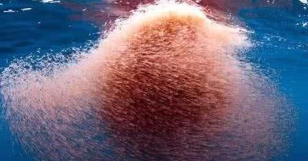 南极▲南极磷虾每年被吃掉3亿吨，为何一直吃不完？专家：地球BUG