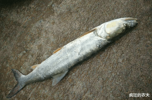 饵料|俗称水老虎，淡水养殖的害鱼，能吃掉水中所有鱼，一条能卖上千元