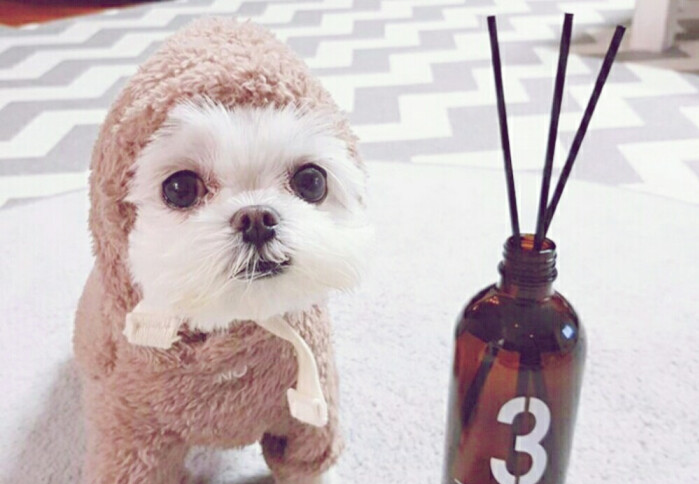 狗狗出现了积食应该如何缓解？