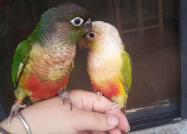 鹦鹉|为什么不推荐饲养鹦鹉？