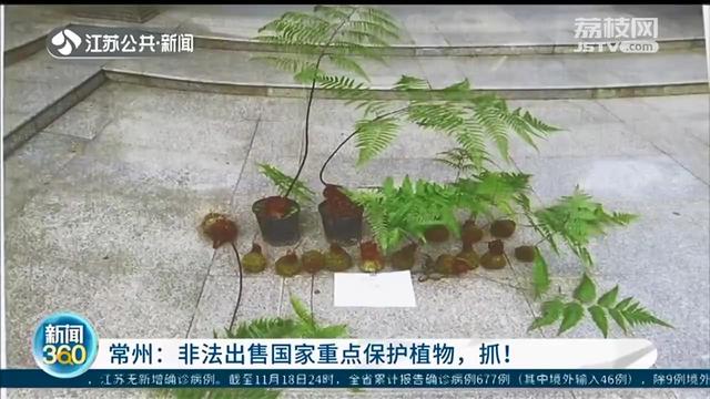 园丁|进山挖了300余株国家二级保护植物，一株卖百八十元 抓