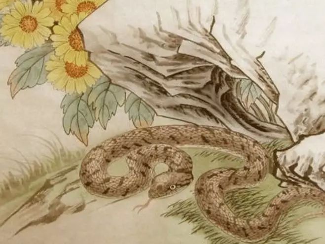 [属蛇]「大金蛇」恐怕要“翻盘了”！谁也无法阻挠