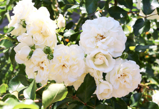 [运势]7月初遇贵人，4属相吉星照耀，运势逐渐回升，富贵荣达，家庭圆满