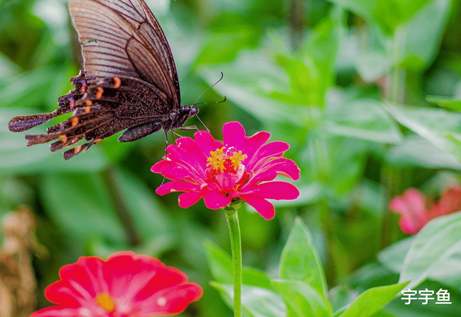 大富大贵|8月27号开始此三生肖财运滚滚来，咸鱼翻身，大富大贵
