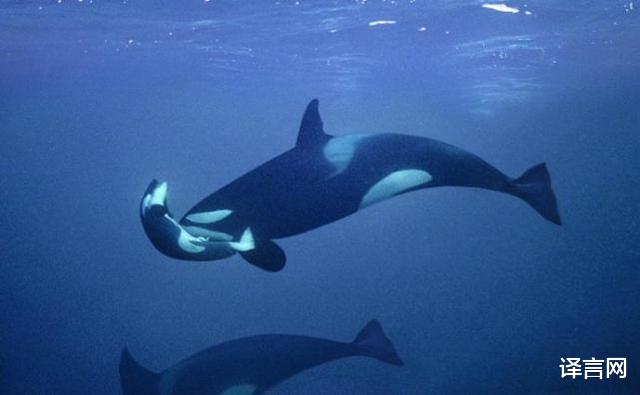 科学家|太平洋虎鲸妈妈两年前痛失幼崽,如今再度有孕,科学家却并不高兴