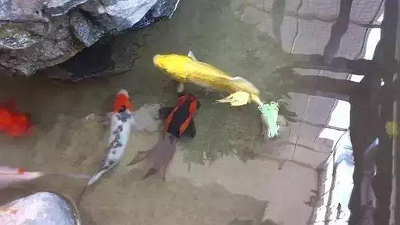 「」等我买第二套房，阳台绝对不放洗衣机，也学别人这样做，太有才了