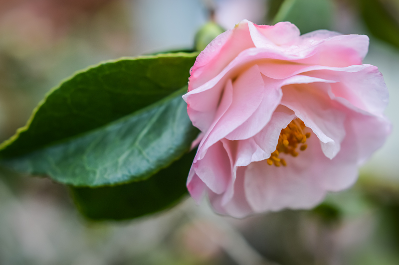 十二星座|8月运势达到巅峰，财运八方来，事业拔得头筹的3生肖