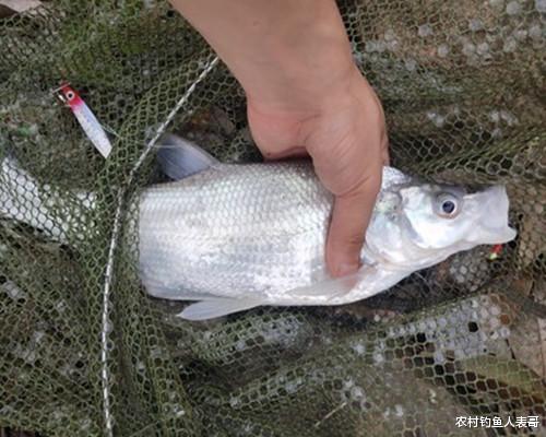 黑鱼|新手学路亚从哪里入手？老钓友带你了解这些路亚的目标鱼！