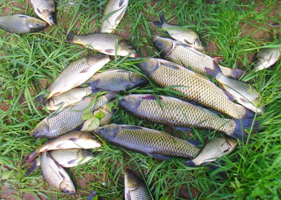 |这东西用来喂鸡有点浪费,用来钓鱼效果明显,如何用是关键