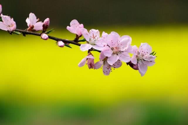 「生肖」从下周开始,天赐大吉兆,与财结缘,好运天降,发财又升官的生肖