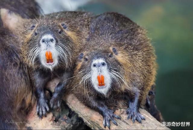 |估计你没见过的28张图,看完姿势大涨!