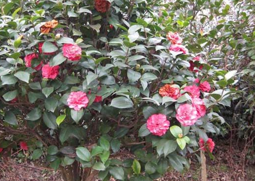 [运势]未来一周贵人助力，4属相万事亨通，事业发展顺心如意，前景光明