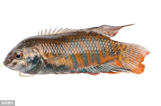 『』蚊子有很多天敌，但它最怕什么呢，克星是什么