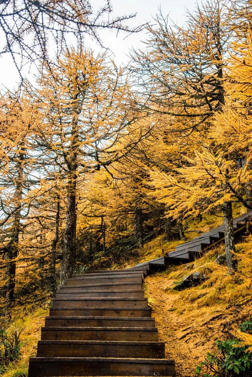 旅行|“最近，千万别去秦岭！”