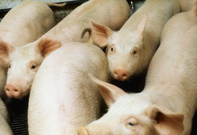 生猪价格■4月30日猪价：下跌无休止，五一猪价要凉？看看卖肉贩子怎么说