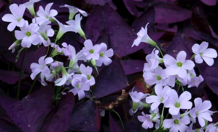 生肖|10月开始，好运加持，顺字当头，事业一旺百旺的生肖