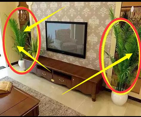 『』家中绿植要放在这个地方，有钱人家都这么做，越来越富裕！