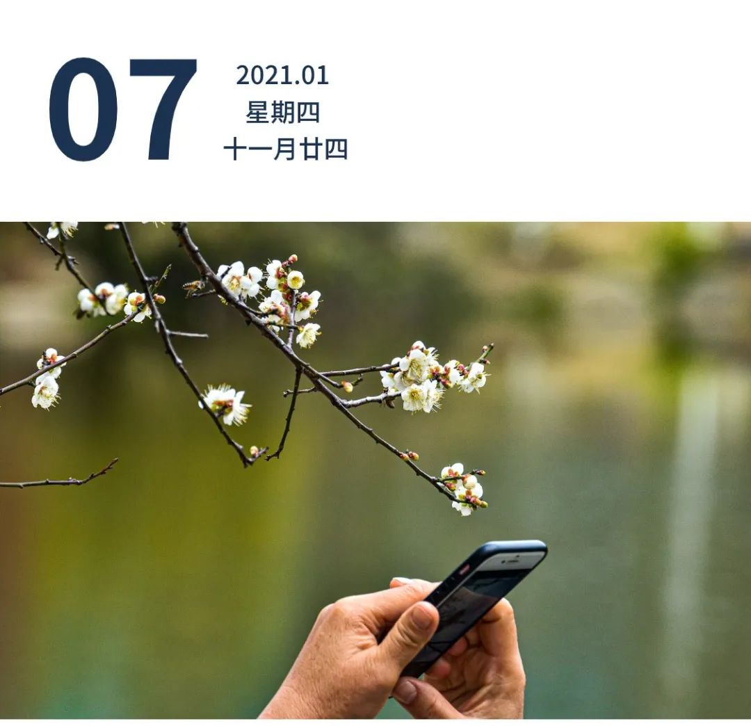 广东发布 早安广东   广州香雪梅花盛开