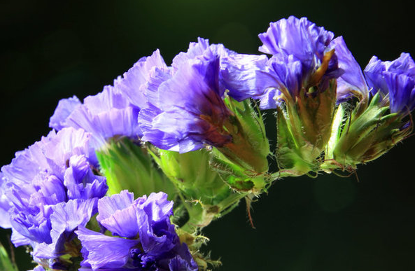 『属牛』踏入5月中下旬,4生肖属相工作发展趋势一帆风顺,生活人生得意,翻过越红火
