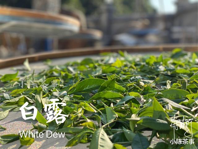 小陈茶事|透气、晒茶、混装、频繁开箱，这4点存白茶失误，让人频频交学费
