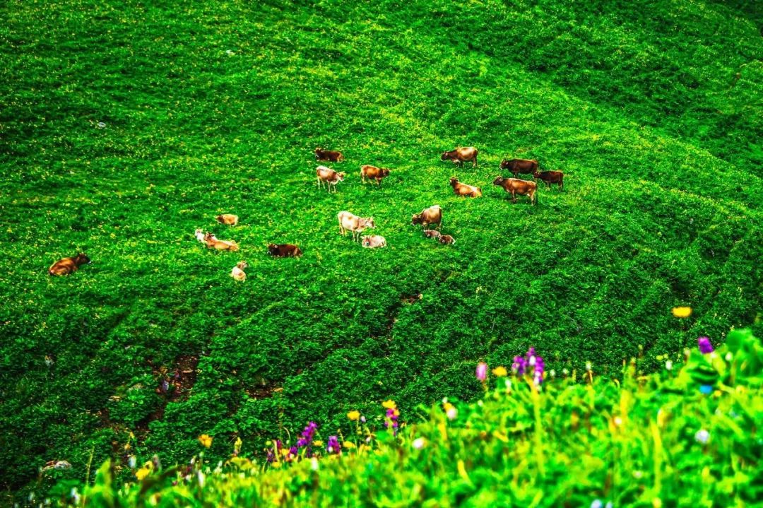 【新疆维吾尔自治区】去了北疆才知道，中国有多大；去了南疆才知道，中国有多美 美人美景